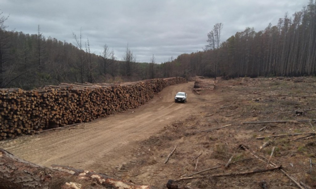 Thumbnail for Govt axes Kangaroo Island timber port bid despite positive report