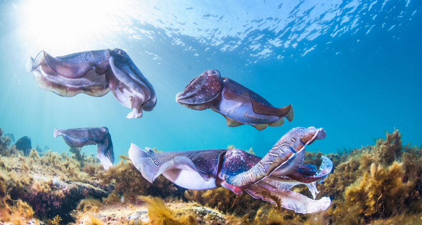Thumbnail for Family-friendly art class focus on SA cuttlefish gathering