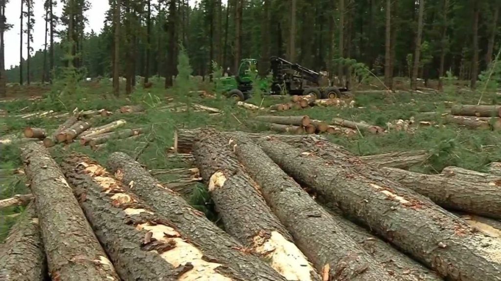 Thumbnail for Hills forests face the axe as timber tenders aim to boost local supply