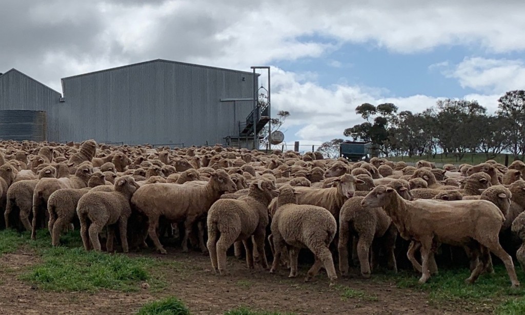 Thumbnail for Trailblazing South Australian research underway to measure heat stress in sheep