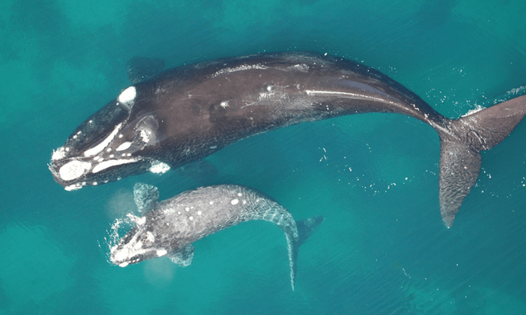 Thumbnail for Head of Bight Visitors Centre opens for whale watching season