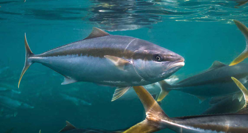 Record kingfish sales in 2020-21 have generated revenues of $48.5 million for Clean Seas, 20 per cent up on 2019-20.
