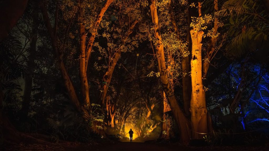 Light Cycles illuminates the Adelaide Botanic Garden. Photo: Moment Factory