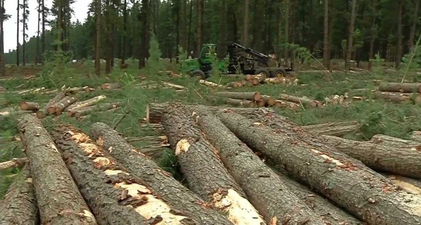 Thumbnail for Supply and demand dilemma at root of timber crisis