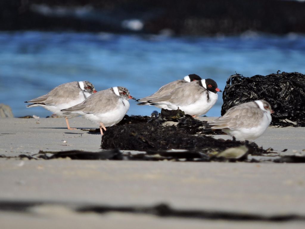 Thumbnail for National hooded plover count gives cause for optimism for vulnerable SA population