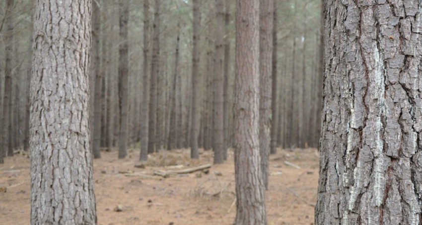 Kangaroo Island Plantation Timbers said it would axe and burn its forests after the port development was denied. Photo supplied
