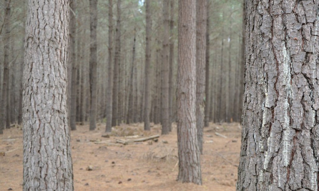 Thumbnail for State Govt now on mission to save Kangaroo Island timber from bonfire