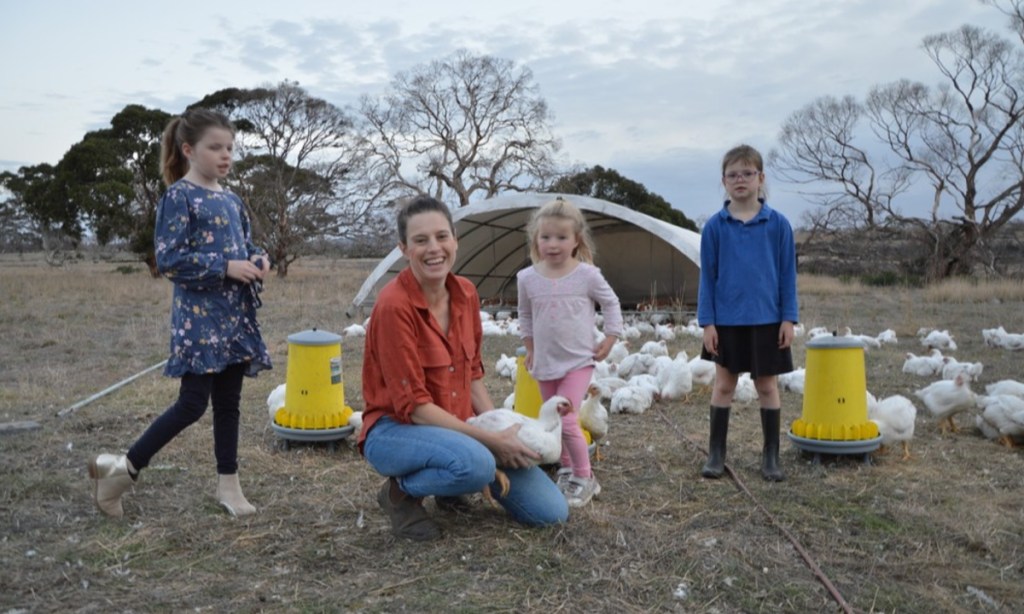 Thumbnail for Primal Harvest free range chooks flourishing on KI