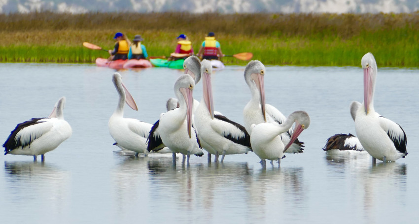 Thumbnail for SA threatened species ‘at risk’ from enviro law change