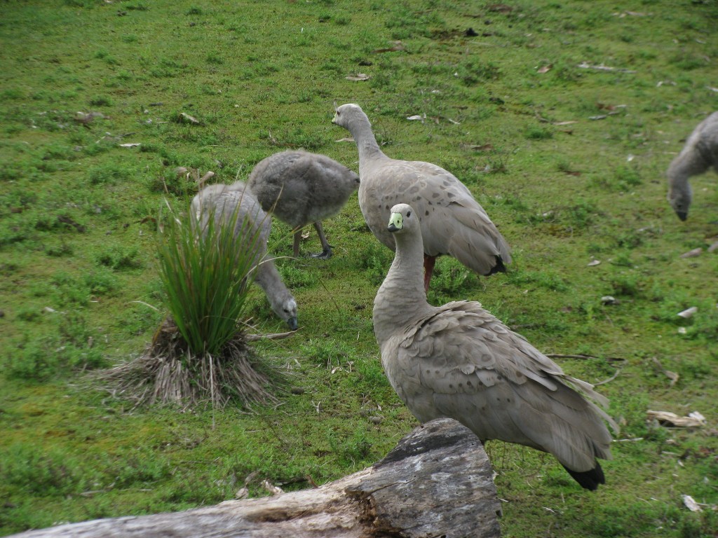 Thumbnail for SA rare bird’s population nosedives