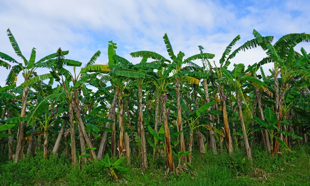 A banana plantation in Far North Queensland.