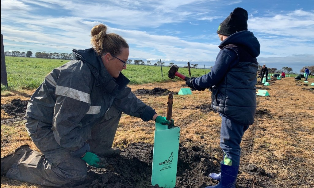 Thumbnail for Native tree planting helps heal the scars left by fire