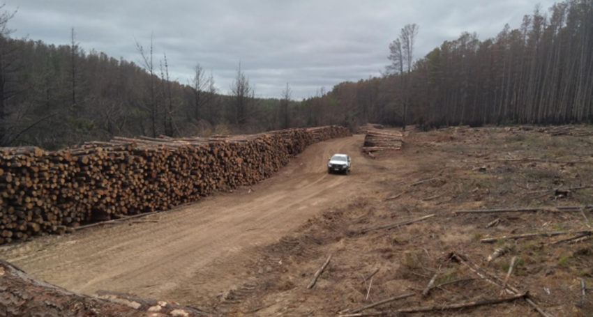 Thumbnail for $15 million lifeline for Kangaroo Island timber
