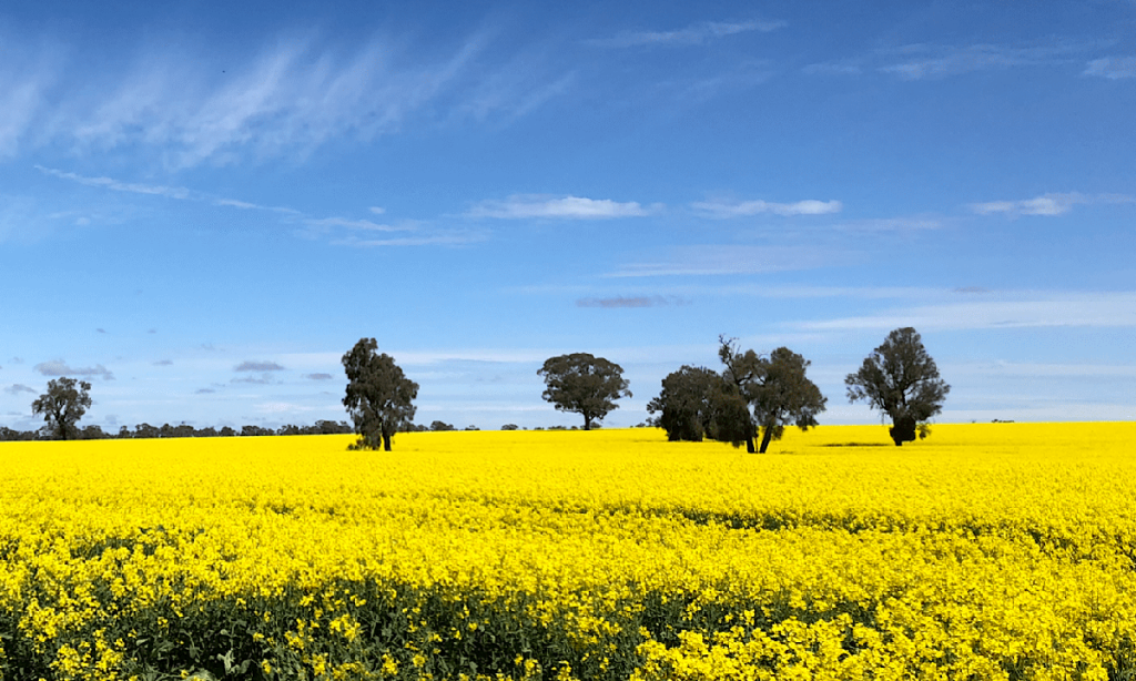 Thumbnail for GM crops yet to impact wine industry