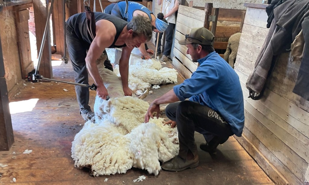 Jamestown AH&F Society president Matt Scharkie chatting to shearers during shearing time at his property this week. 
