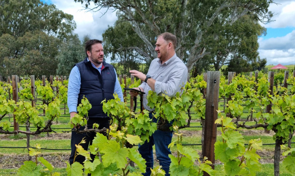 Thumbnail for Oxford tech to boost South Australian vine health