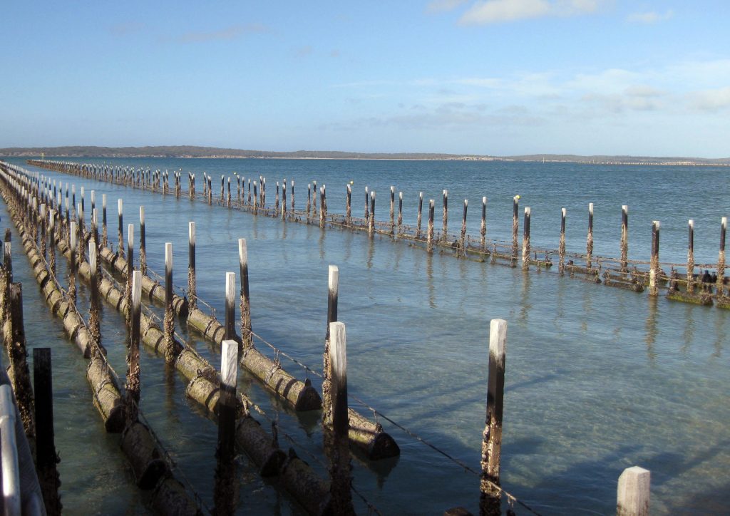 Thumbnail for Coffin Bay oyster crisis continues