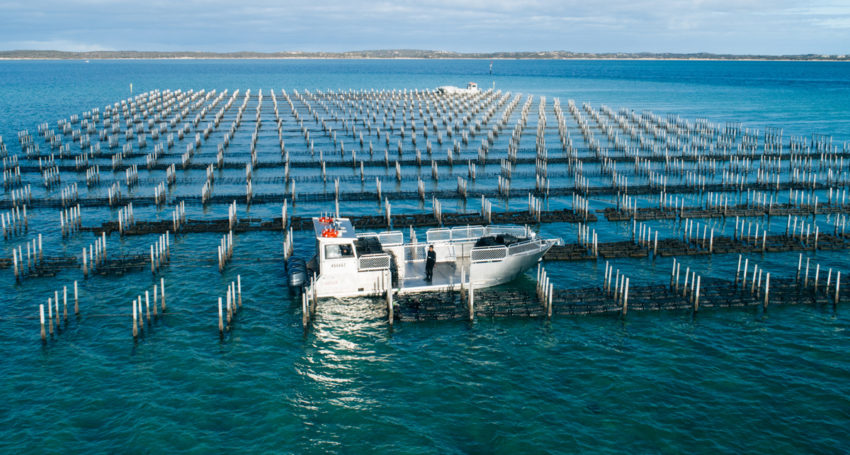 Angel Seafood Oyster farming on Coffin Bay