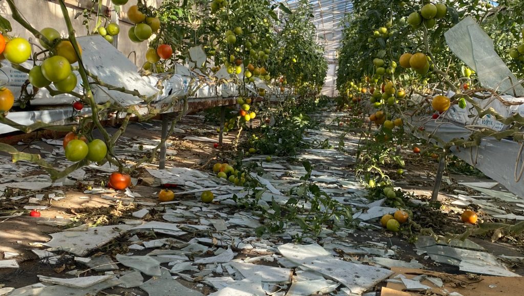 Thumbnail for ‘Cherries for Christmas’: Hailstorm-hit growers confident of rebound