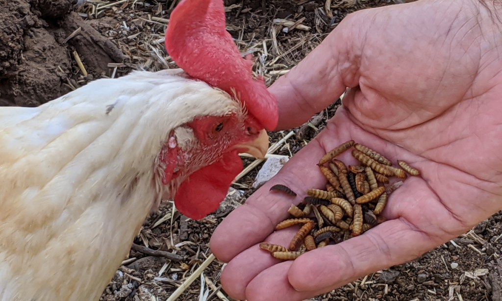Thumbnail for Restaurant waste recyclers put maggots on the menu