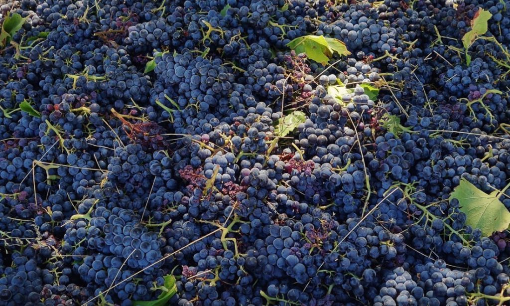 Thumbnail for Tensions at tipping point as red wine glut looms