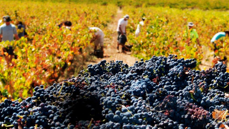 Photo: Barossa Grape & Wine.