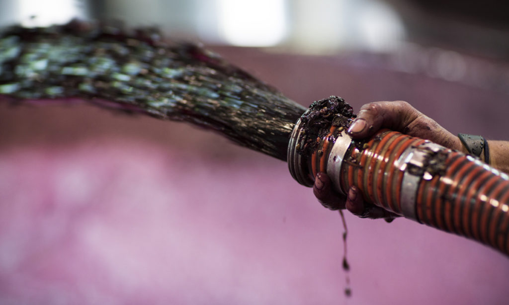 Thumbnail for Wine report confirms massive Australian glut