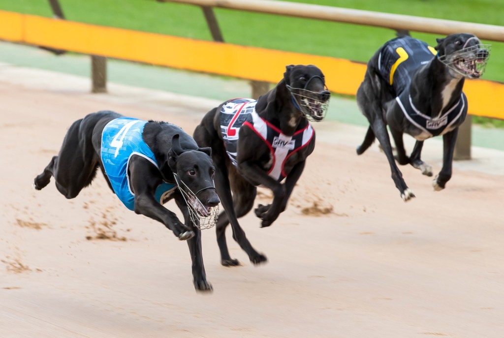 Thumbnail for Mandatory reporting push for greyhound industry loses support
