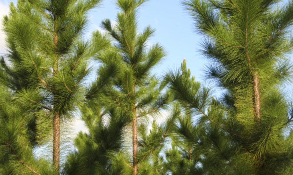 Thumbnail for Forestry industry launches bid for 50 million trees