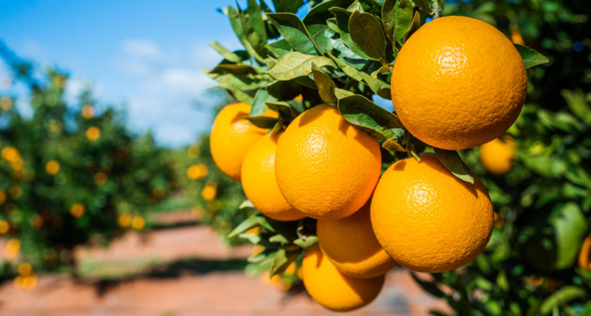 Thumbnail for Adelaide’s two year, $70m fruit fly battle declared over