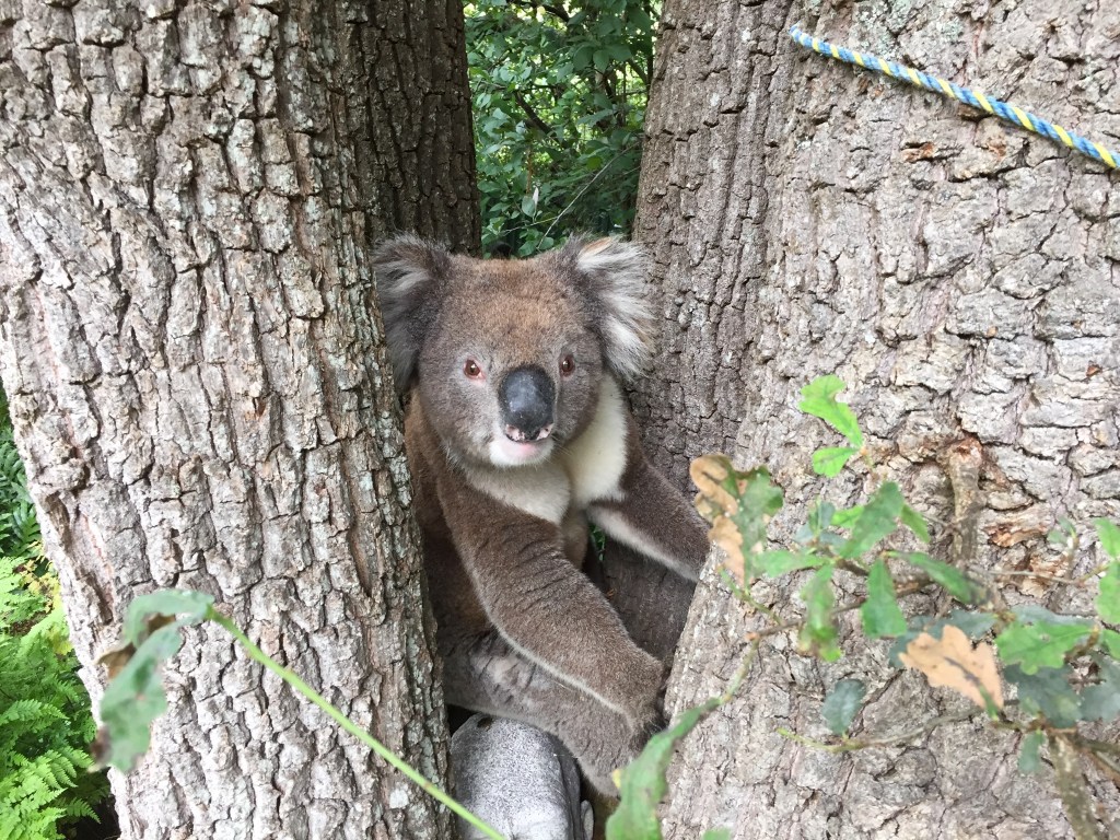 Koalas are commonly seen in the Adelaide Hills. Photo Dave Eccles/InDaily
