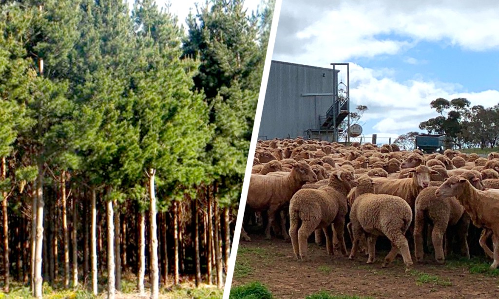 Thumbnail for Tree change as KI firm reveals ‘global’ sheep plan
