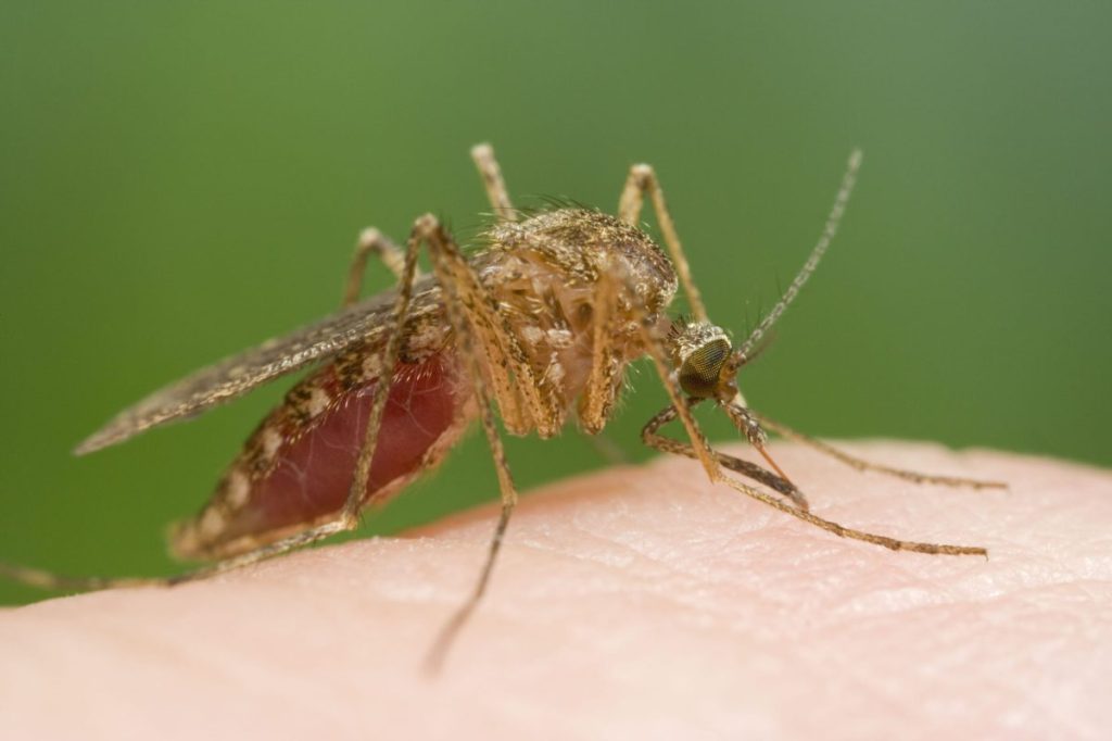 Thumbnail for Murray Valley encephalitis detected in SA mosquitoes