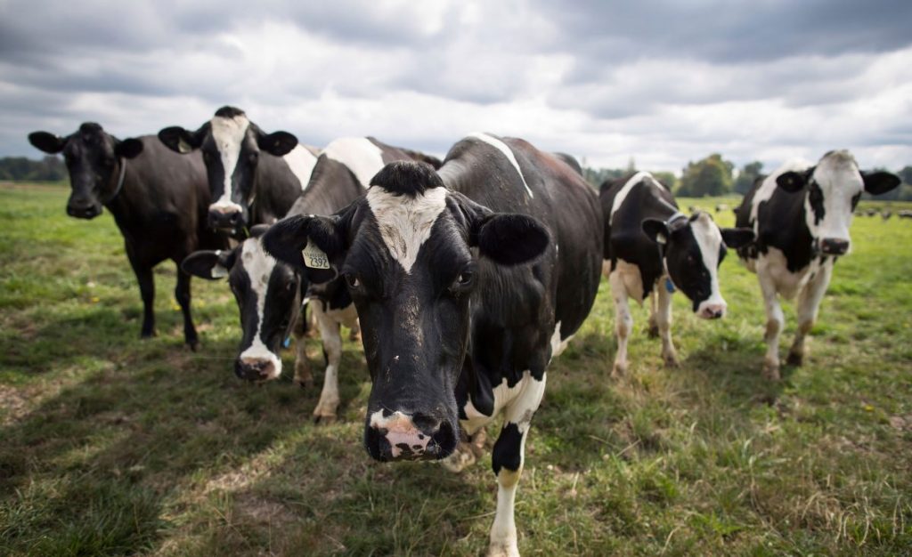 Thumbnail for Livestock SA head resists border closure call over cattle disease