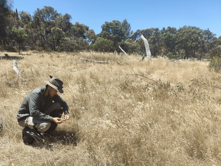 Nature Foundation's Nature Solutions Program Coordinator Liam Crook inspecting grasses in the blue gum woodland on the Eyre Peninsula. Photo: supplied