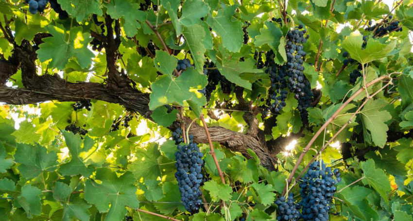 Thumbnail for Small export recovery gives hope to struggling wine industry