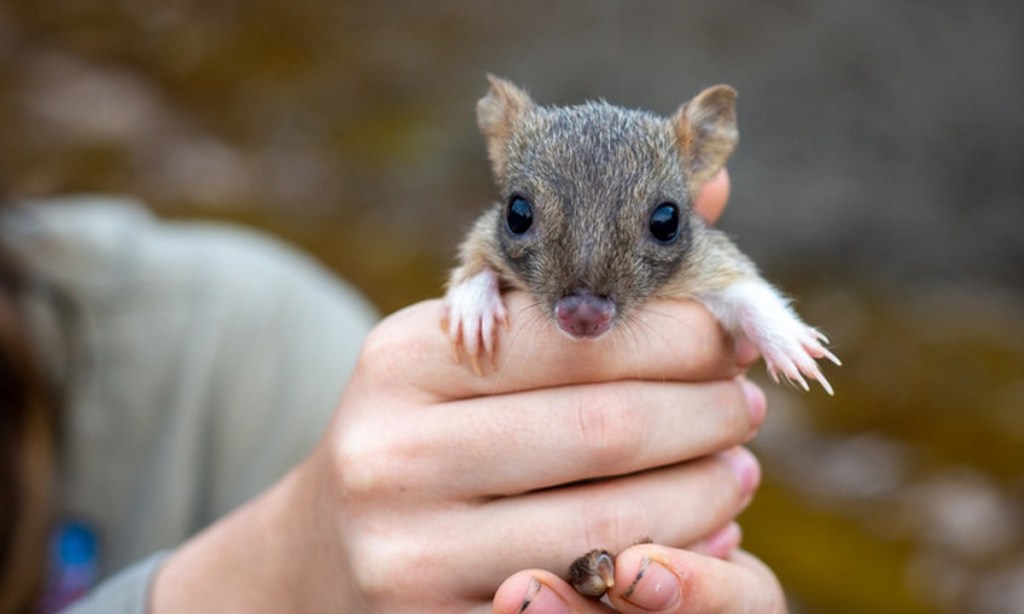 Brush-tailed bettong joey. Photo: Dr. Raphael Eisenhofer