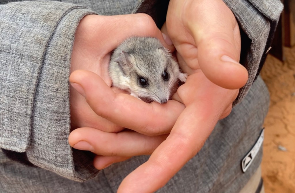 Thumbnail for Surprise finding of rare marsupial renews protection efforts