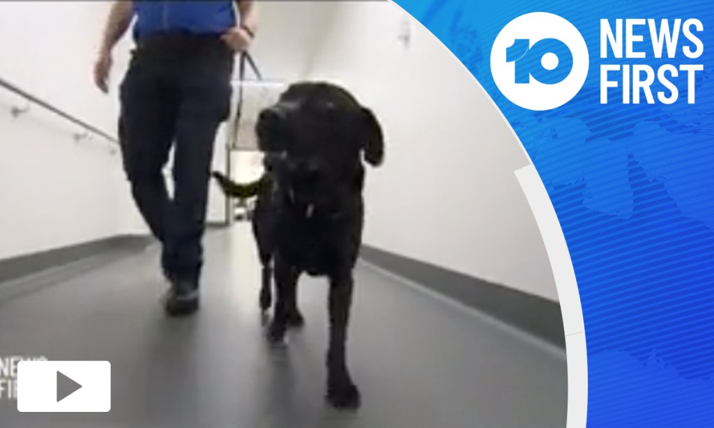 Thumbnail for VIDEO: Hospital dogs sniff out COVID-19