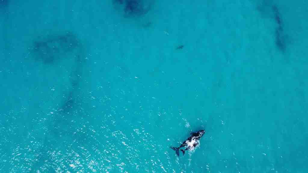 Southern Right Whale mother and calf sighted in September 2021 and recorded on the Whale Centre sighting log.