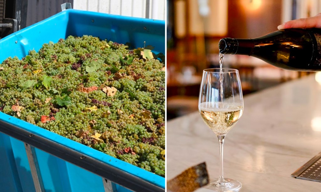 Thumbnail for Crushed: SA’s $300m wine export shortfall