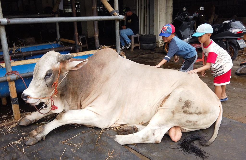 Thumbnail for Biosecurity package to halt foot and mouth outbreak