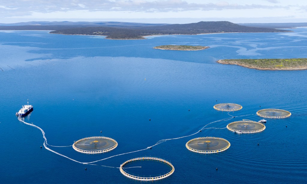 Thumbnail for Winners and Losers: Rough seas for fish farmer in $9.5m raise