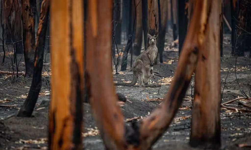 Thumbnail for Shocking environment report reveals Australia’s deteriorating health