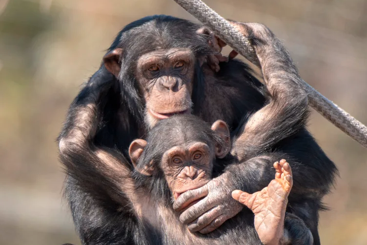 Thumbnail for Monarto’s chimps hit with virus