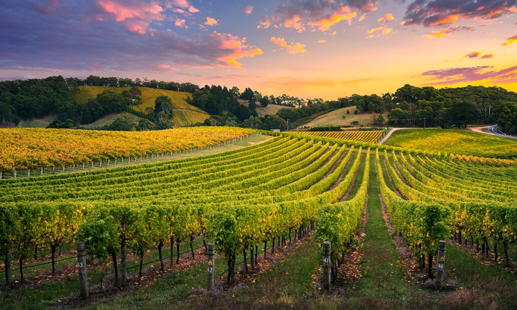Thumbnail for Wine baron continues McLaren Vale buy-up