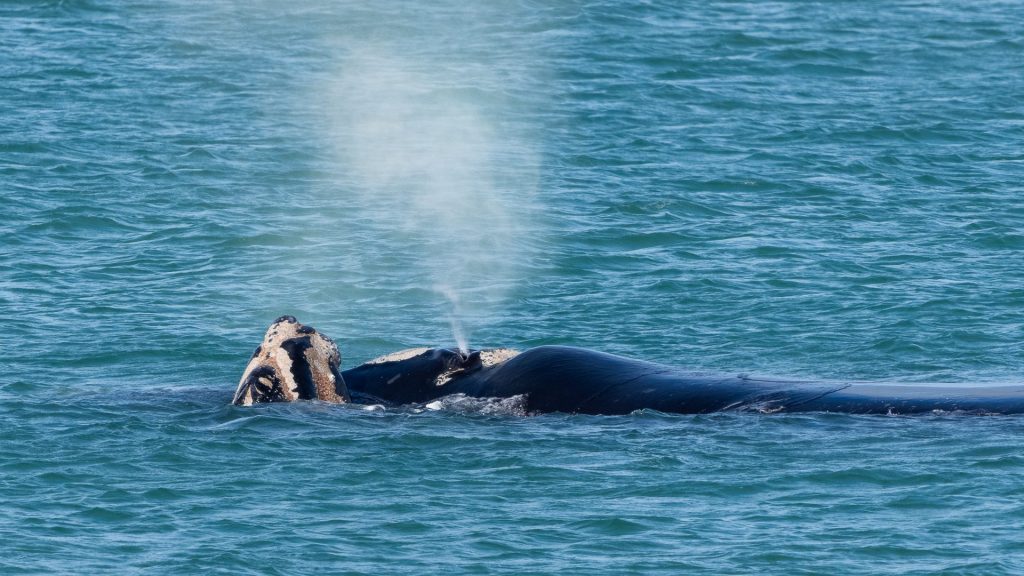 Thumbnail for Buttons’ whale of a time in Encounter Bay