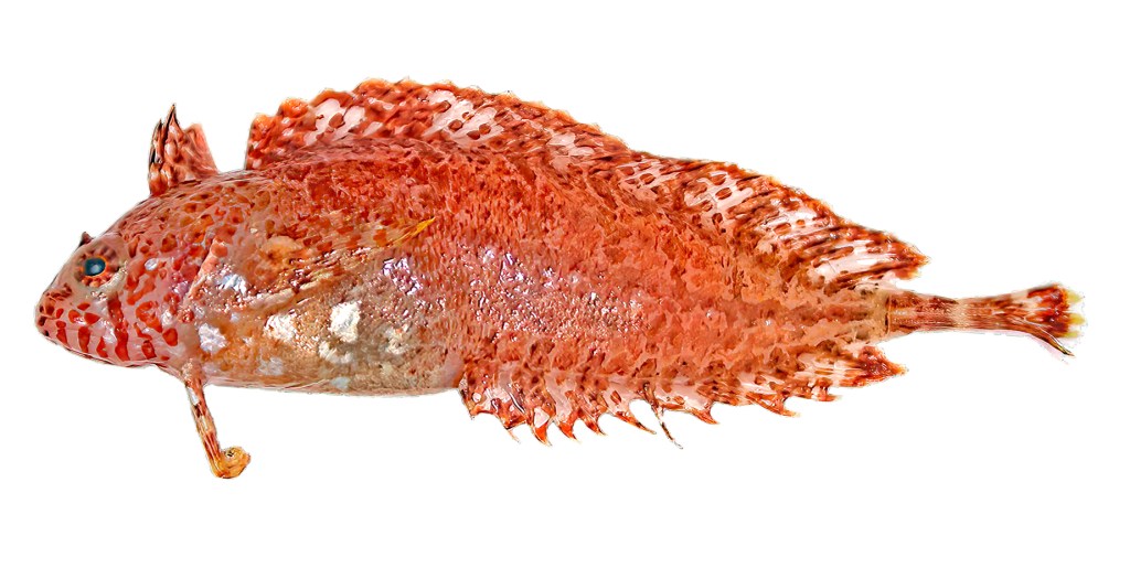 Thumbnail for Newly named Weedfish lured from depths of SA waters