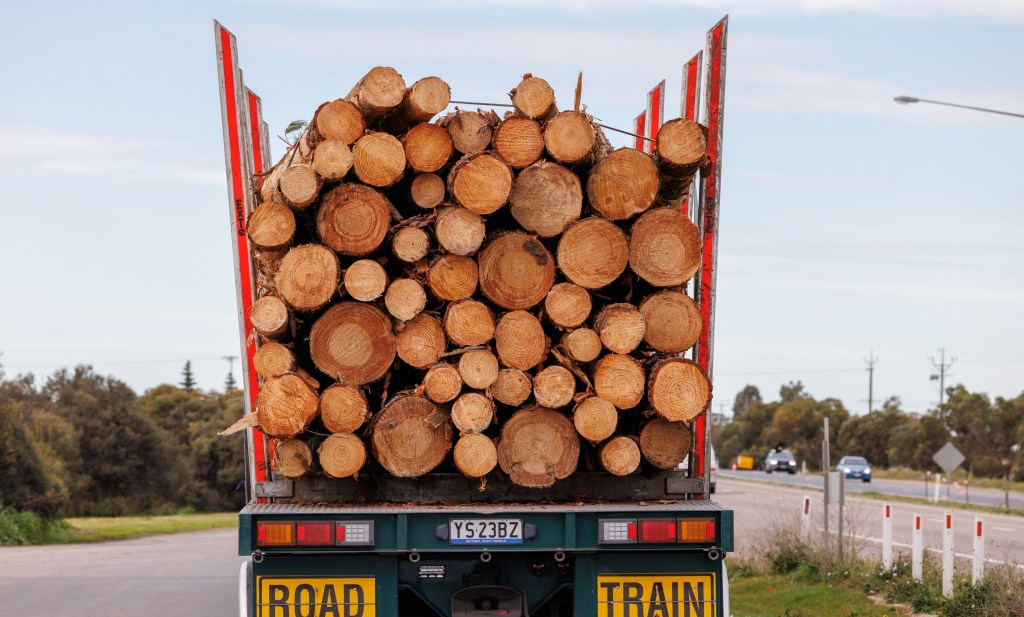 Thumbnail for Forestry Centre to revitalise SA industry