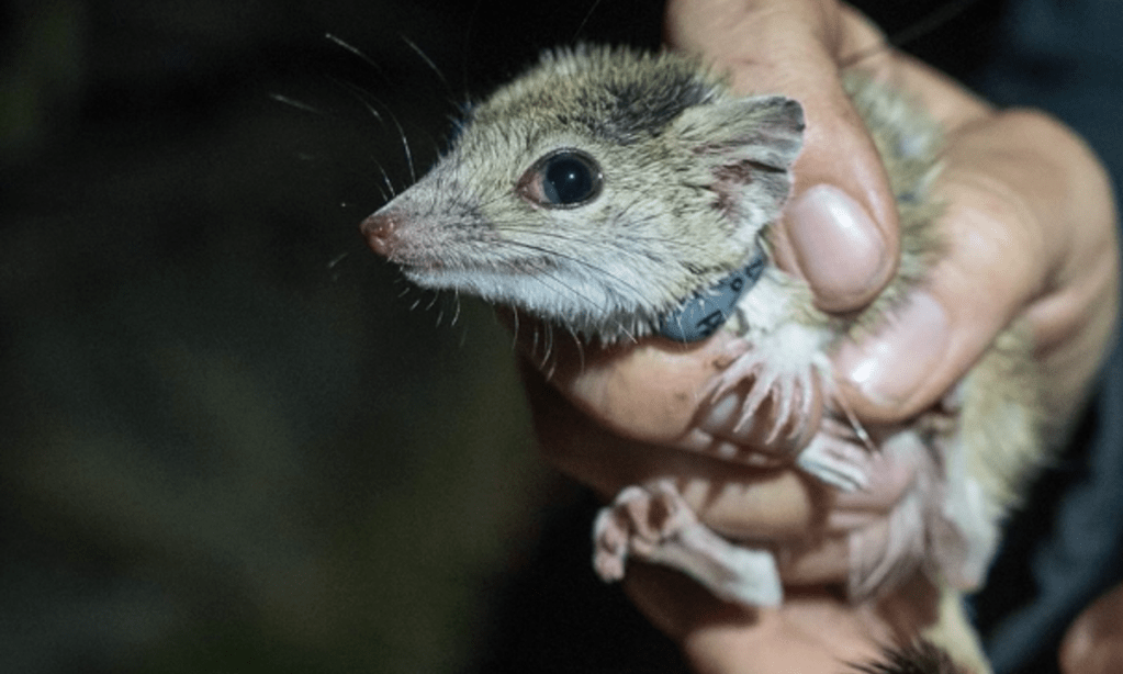 Thumbnail for Threatened marsupial given outback safe haven